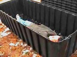 --- FEMA Camps (campos FEMA).