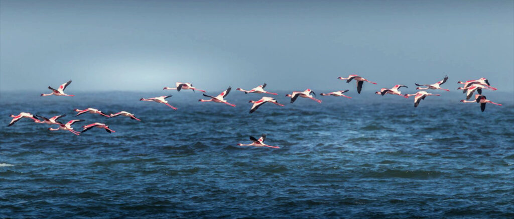 Gripe aviar. Gripeaviar2030.