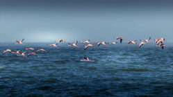 Gripe aviar. Gripeaviar2030.