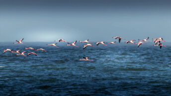 Gripe aviar. Gripeaviar2030.