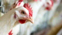 Gripe aviar. Administración Trump. Vacunas contra el virus H5N1 en humanos. Capitolio.